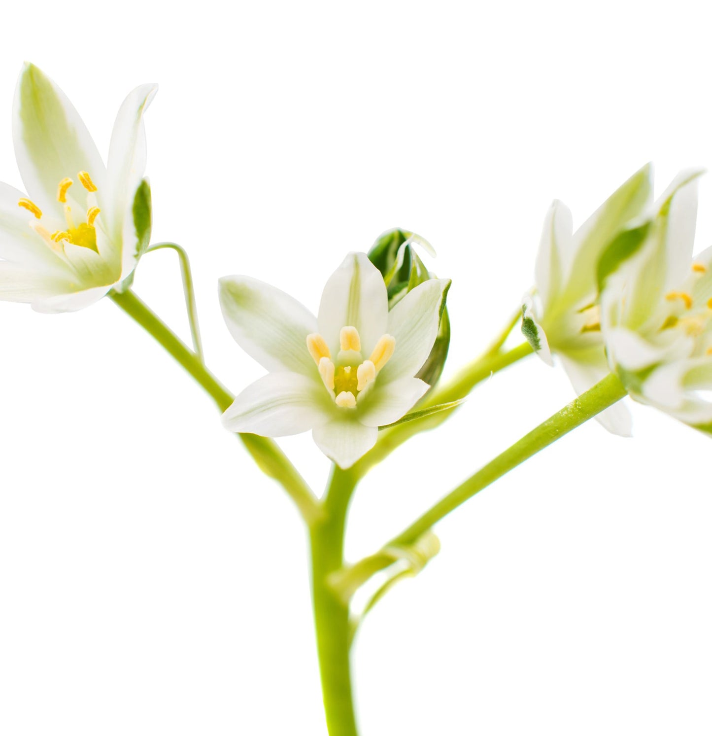 Healing Style Sculpting Paste