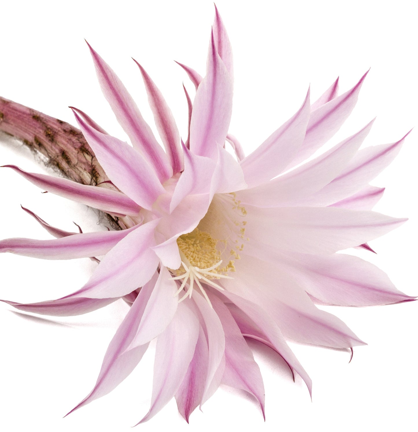 Keratin Healing Oil Brush Thru Spray