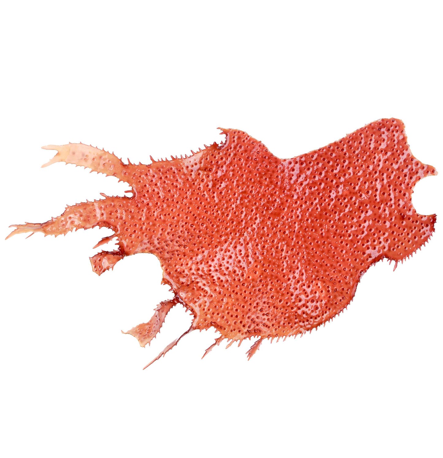 Keratin Healing Oil Bond Smoothing Styler