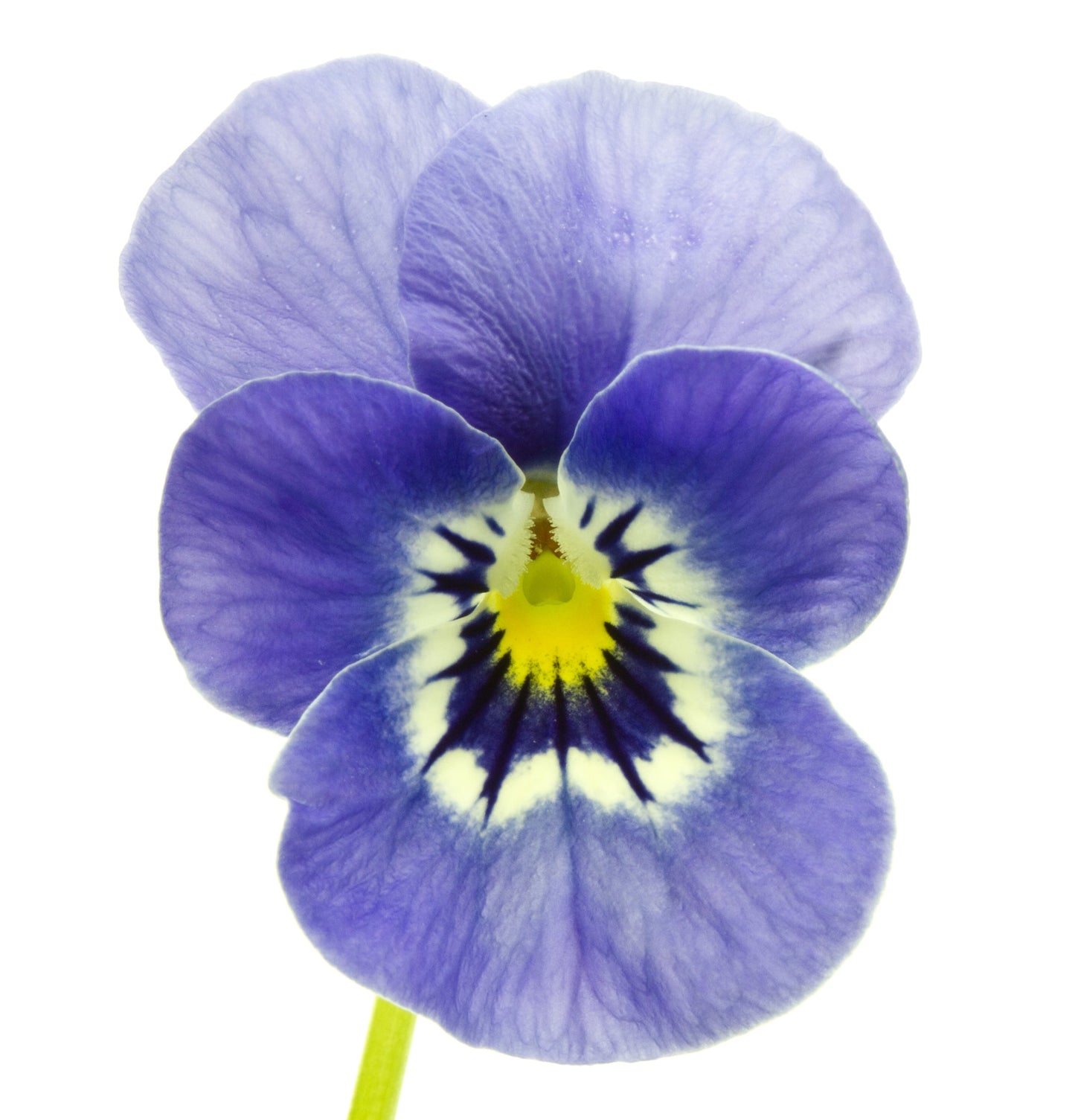 Healing ColorCare Purple Shampoo