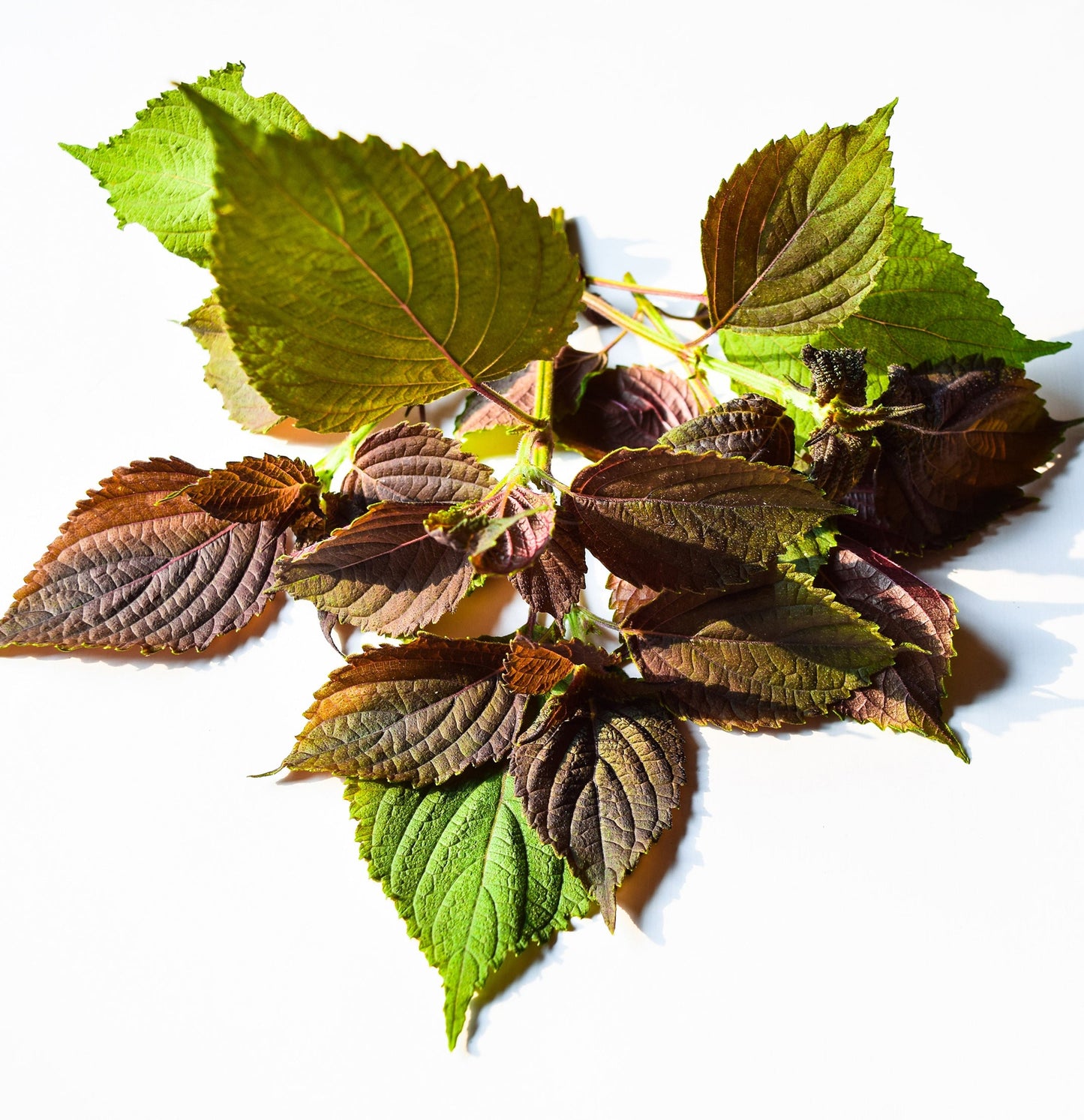 Scalp Balancing Treatment