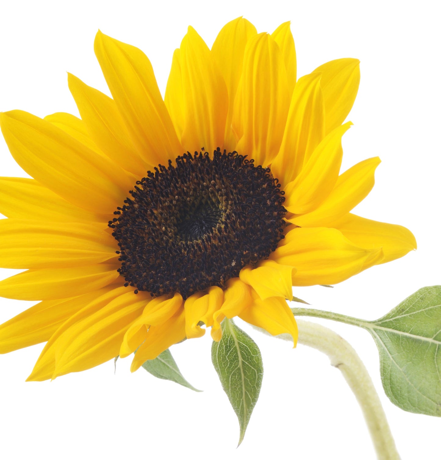 Healing Strength Silk Serum