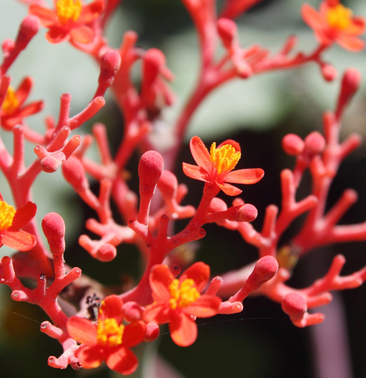 Healing Style	Sculpting Paste