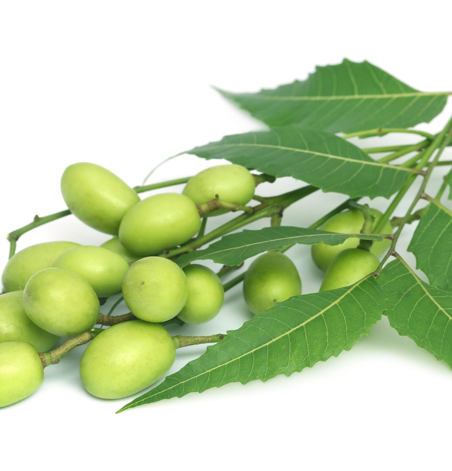 Neem Plant Silk Serum